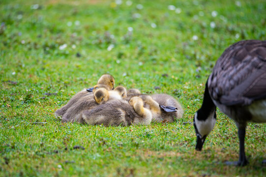 Canada geese at a  pond with their chicks