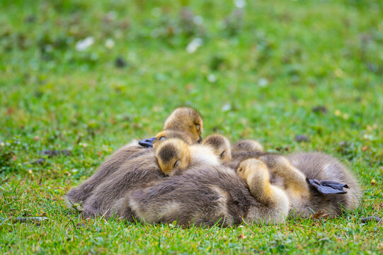 Canada geese at a  pond with their chicks