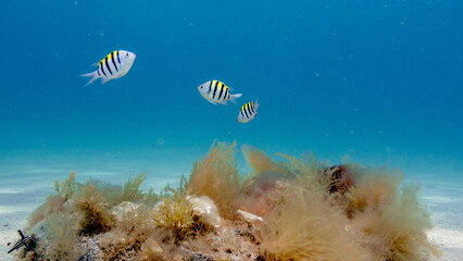Sergeant major fish swimming in ocean
