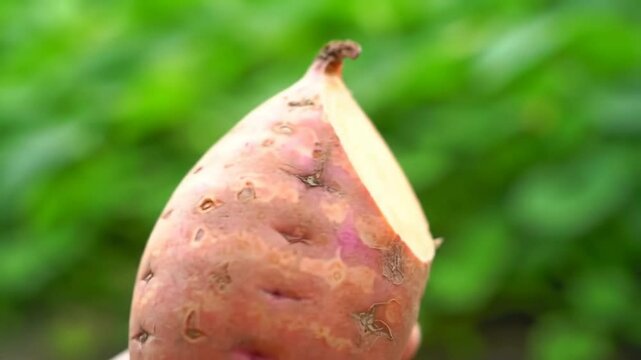 Sweet Potato Close Up Shot Showing Flesh Texture And Color