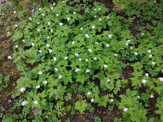 Anemonoides nemorosa. spring white flowers. beautiful nature