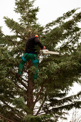 Hombre podando un árbol subido en él.