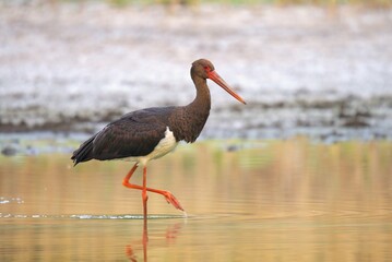white stork ciconia