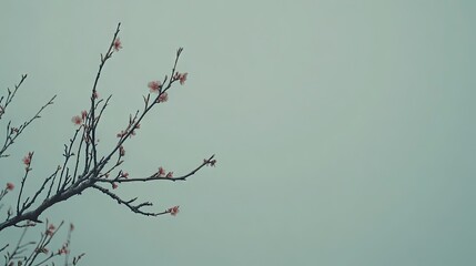 Obraz premium Delicate blossom branch against a muted sky.