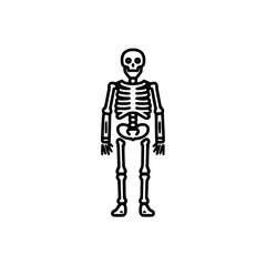 Detailed line art icon set representing a human skeleton in a standing pose, useful for educational and design purposes in various contexts