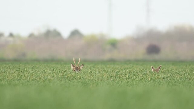Roe deer and doe in their natural environment