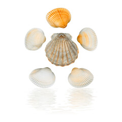 Arrangement of colorful sea shells with a reflection on a transparent background. Creative summer concept. PNG.