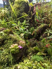 Carnivorous plants growing in an insect-eating bog, featuring vivid leaves and traps for insects. A mysterious and picturesque natural scene.