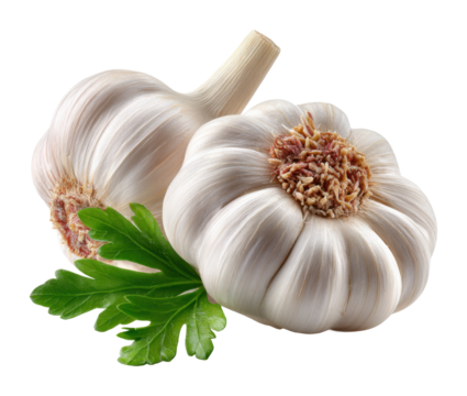 Garlic harvesting techniques for home gardens culinary tips sustainable farming isolated on transparent background