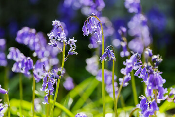 Irish native bluebell flowers "Hyacinthoides non-scripta", macro closeup of blue bell shaped petals in bright sunshine. Dublin, Ireland