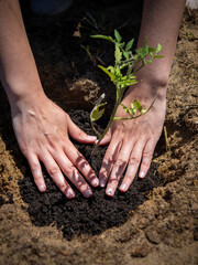  Close-up of hands gently planting a tomato seedling in dark soil, symbolizing sustainability, home gardening, and care for nature