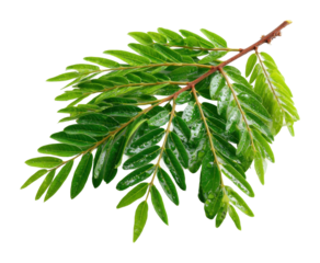 Nurturing green leaves natural environment plant view serenity concept isolated on transparent background
