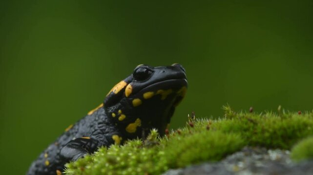 A beautiful salamander in its natural environment