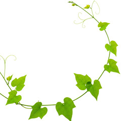 Fototapeta premium Green Vine Leaves Frame on Transparent Background Illustration Image 