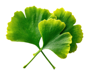 Ginkgo biloba leaves natural environment botanical greenery view isolated on transparent background