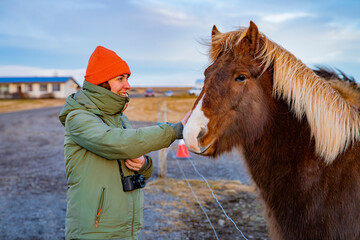 Woman feeding wild horses in Icelandic pasture