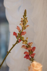 Tall pink snapdragon flower stands upright indoors against white draped fabric background. Suitable...