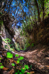 Enger Weg in der La Galga-Schlucht auf La Palma mit Lianen an den Bäumen