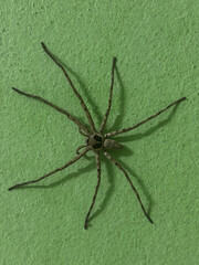 Large Spider on Green Wall