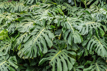 Monstera. Abstract green leaf texture, nature background, tropical leaf. Large tropical palm leaf surrounded by dense green foliage.