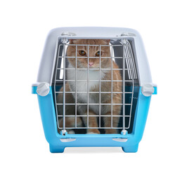 Cute cat in closed pet carrier isolated on white
