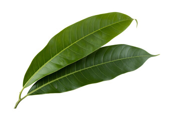 Obraz premium Fresh green tropical leaves