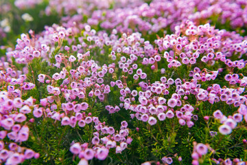 Obraz premium Flowering plant. Flower blossom of nature background. Mountain heather blossom. Pink mountain heather meadow flower. Meadow with wildflower of mountain heather flower in nature. Summer nature