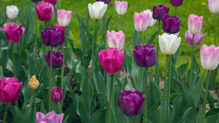 Pink and White Tulips in Bloom in Green Spring Garden