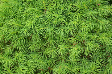  Picea glauca Conica evergreen dwarf shrub. Bright green needles background. Closeup, top view photo . Growing conifer trees and shrubs concept. 