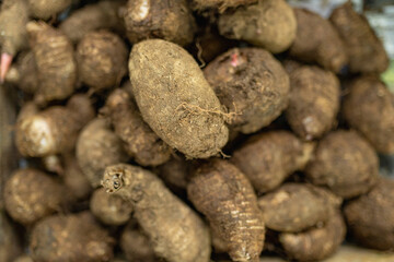 Fresh malanga root on display at a local market