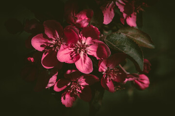 a close up of pink blossoms of a decorative apple tree