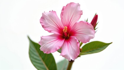 Obraz premium Close-up of beautiful pink hibiscus flower. Blooming blossom with delicate petals, vibrant colors. Focus on details of flower head. Fresh green leaves against white background. Ideal for design,