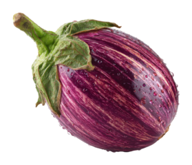 Harvesting fresh eggplant organic garden food natural perspective isolated on transparent background