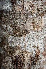 Spectacular texture of the bark of a tree in a rainforest.