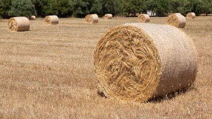 Bale of straw in a rural field at sunset