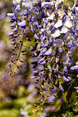 Blooming spring purple wisteria	