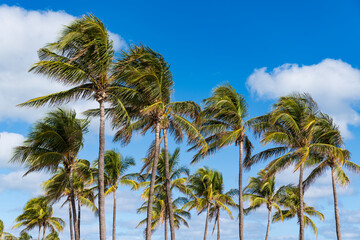 Tropical outdoor scene with palm tree. Tropical summer vacation. Exotic nature. Palm tree. Summer...