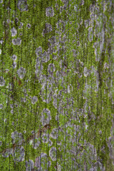 Spectacular texture of the bark of a tree in a rainforest.