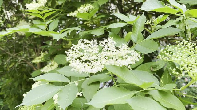flowering Black sambucus (Sambucus nigra)	