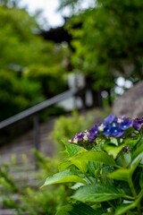 鎌倉2505　覚園寺6　紫陽花