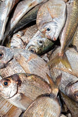 Freshly caught sea bream background