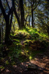 Majestic forest detail in springtime with mystic lights