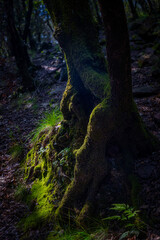 Majestic forest detail in springtime with mystic lights