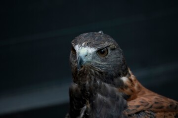 The Variable Hawk (Geranoaetus polyosoma).