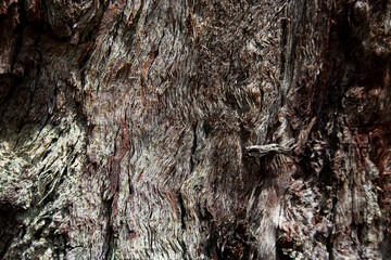 Spectacular texture of the bark of a tree in a rainforest.