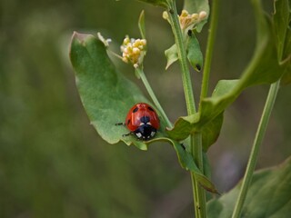 ladybug on a blade of grass