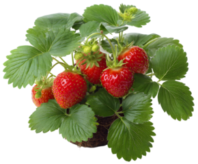Healthy Fresh Strawberry Plant with Ripe Red Berries and Green Leaves on Transparent Background