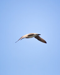 Obraz premium black headed gull