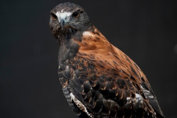 The Variable Hawk (Geranoaetus polyosoma).
