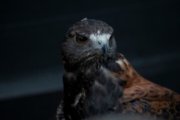 The Variable Hawk (Geranoaetus polyosoma).